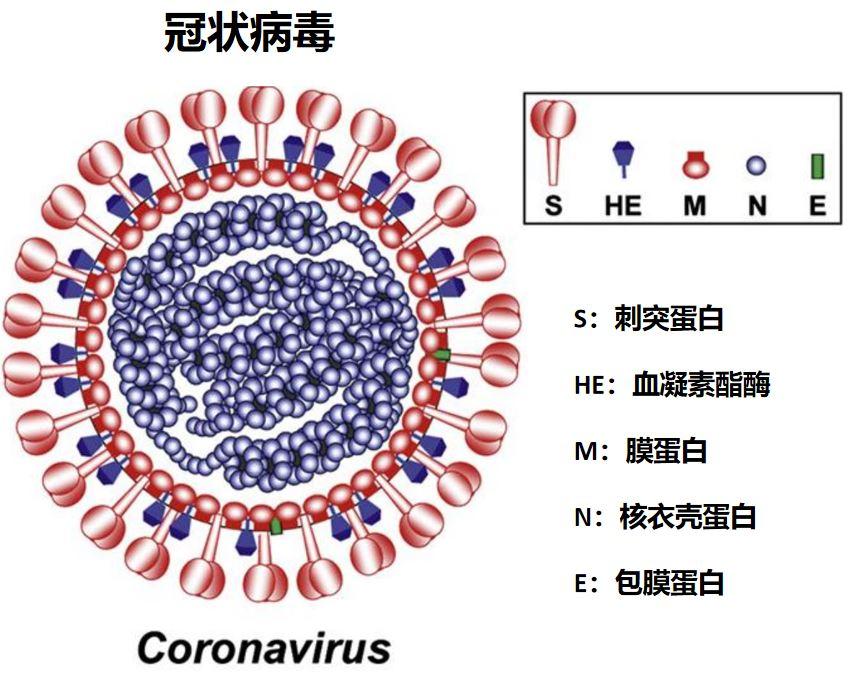 最新心冠病毒动态及全球影响综述